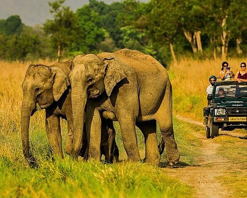 Jim Corbett Wildlife Getaway