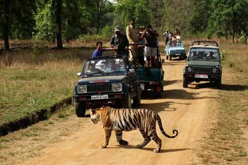 Corbett Big Cat Safari