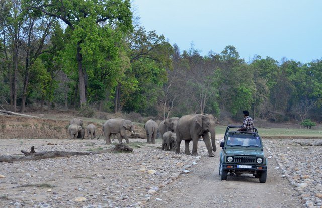 Rajaji National Park Safari