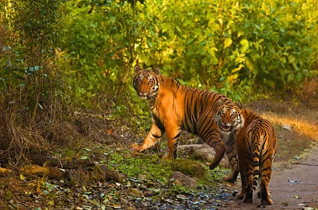 Rajaji Motichur–Ranipur Trail