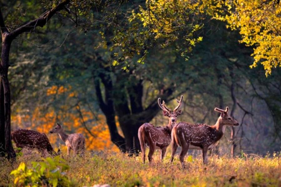 Pawalgarh Conservation Reserve